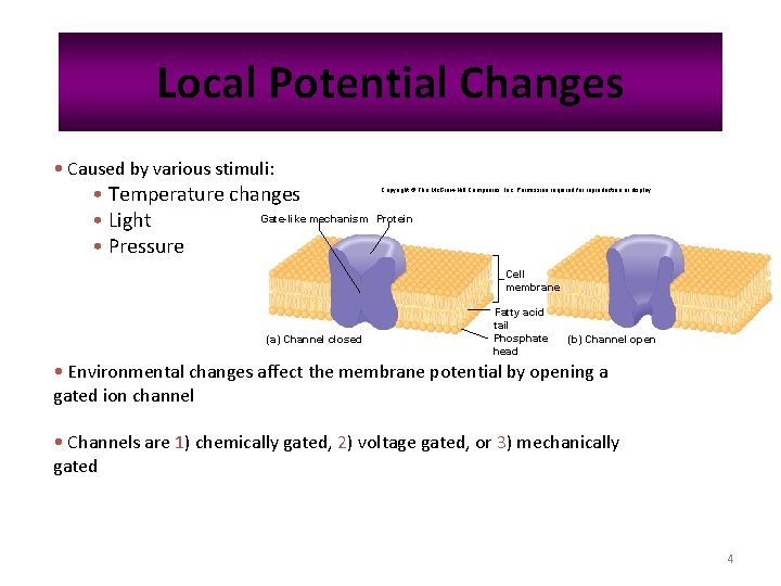 Local Potential Changes • Caused by various stimuli: • Temperature changes Gate-like mechanism •
