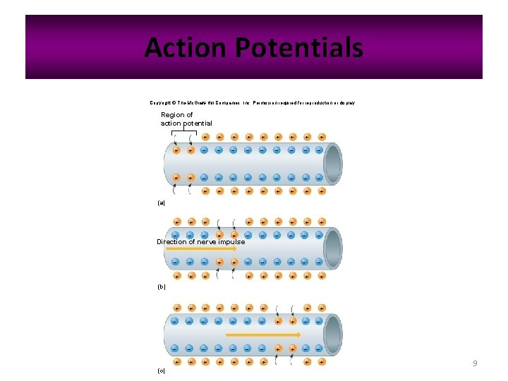 Action Potentials Copyright © The Mc. Graw-Hill Companies, Inc. Permission required for reproduction or