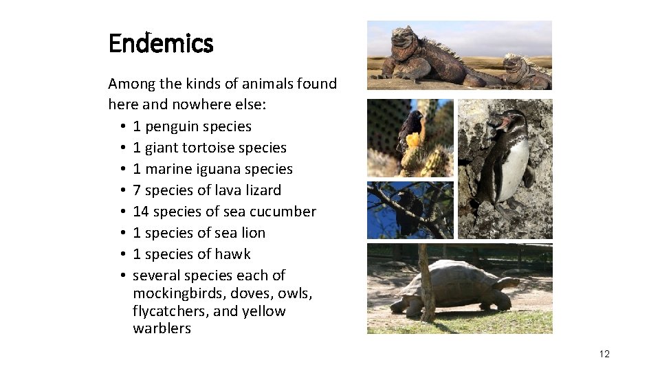 Endemics Among the kinds of animals found here and nowhere else: • 1 penguin