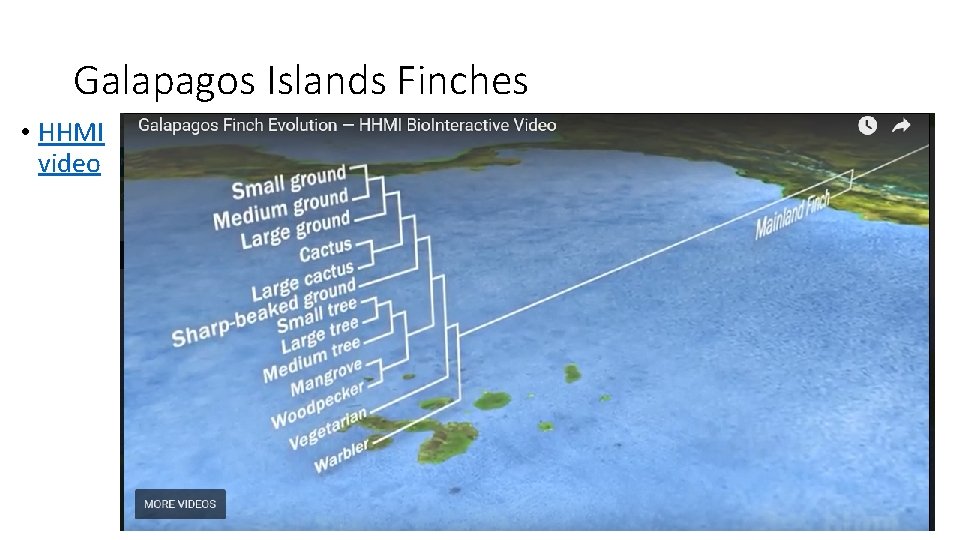 Galapagos Islands Finches • HHMI video 