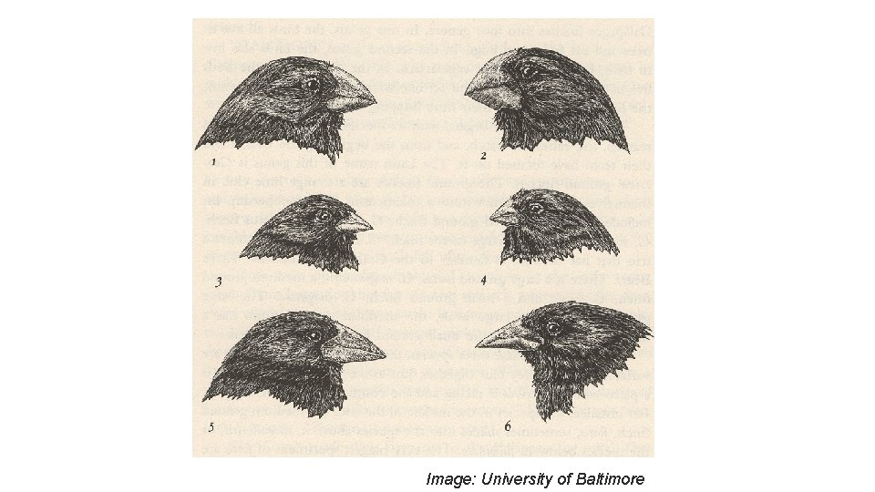 Image: University of Baltimore 