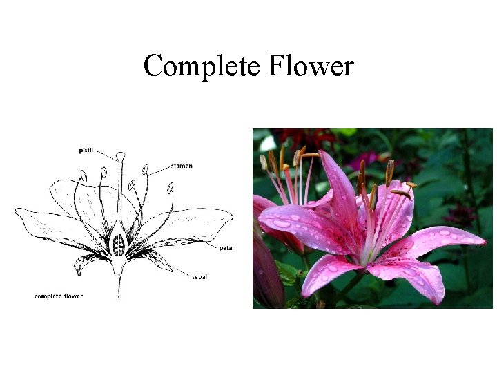 Complete Flower 
