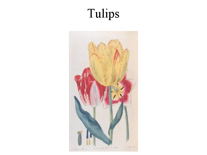 Tulips 