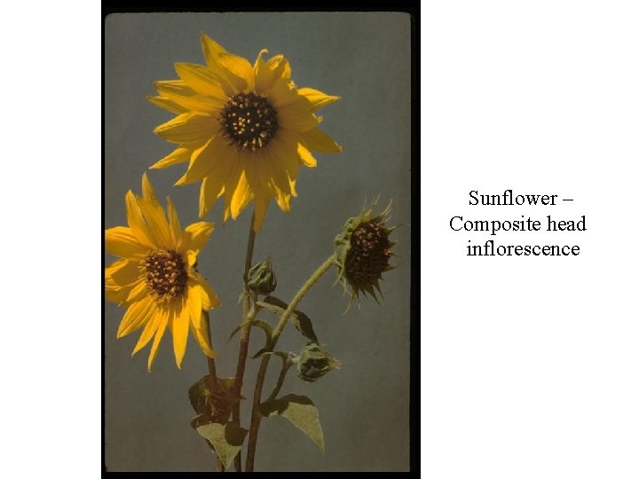 Sunflower – Composite head inflorescence 
