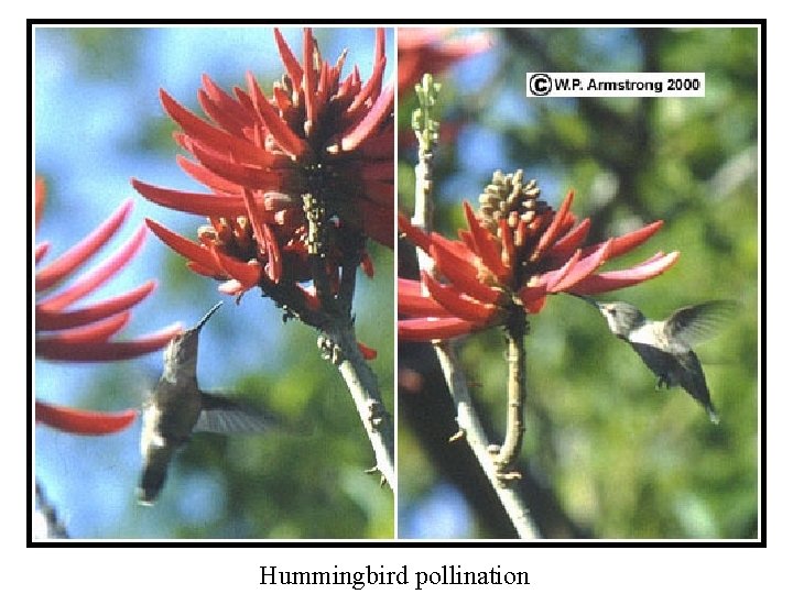 Hummingbird pollination 