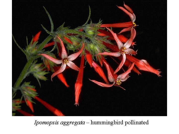 Ipomopsis aggregata – hummingbird pollinated 