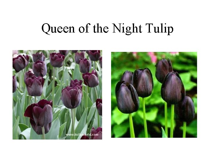 Queen of the Night Tulip 