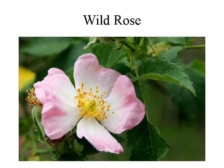 Wild Rose 
