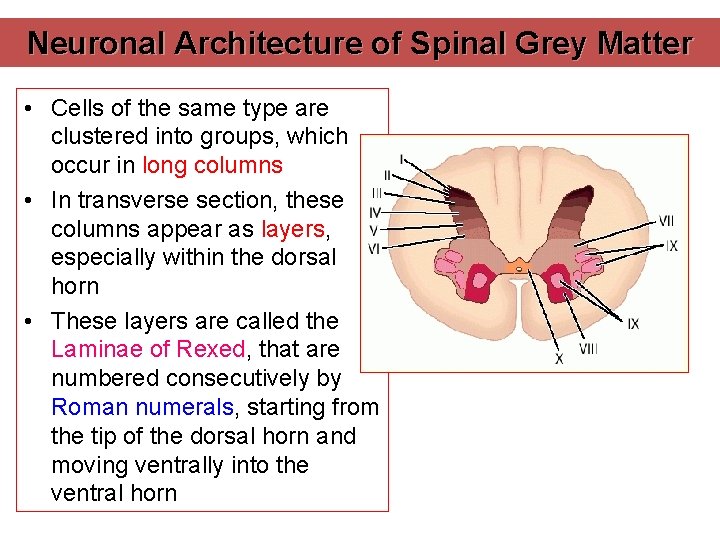 Neuronal Architecture of Spinal Grey Matter • Cells of the same type are clustered