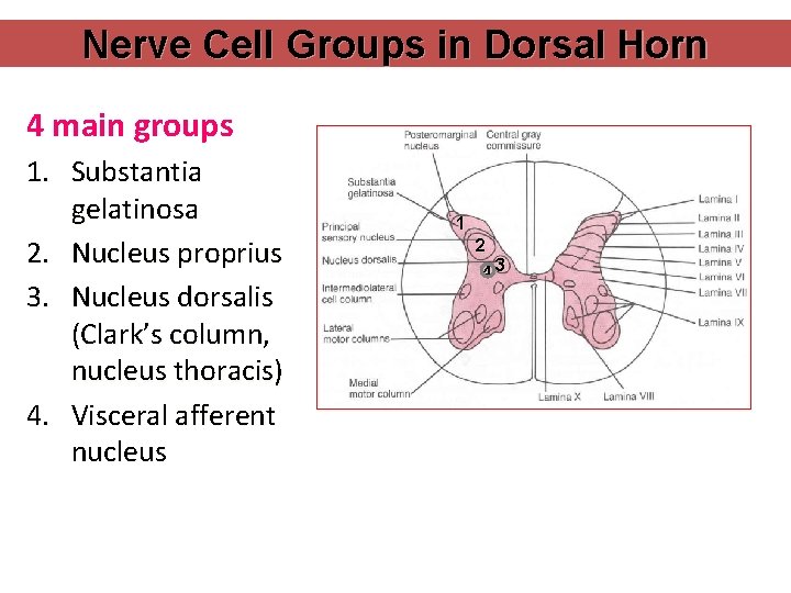 Nerve Cell Groups in Dorsal Horn 4 main groups 1. Substantia gelatinosa 2. Nucleus