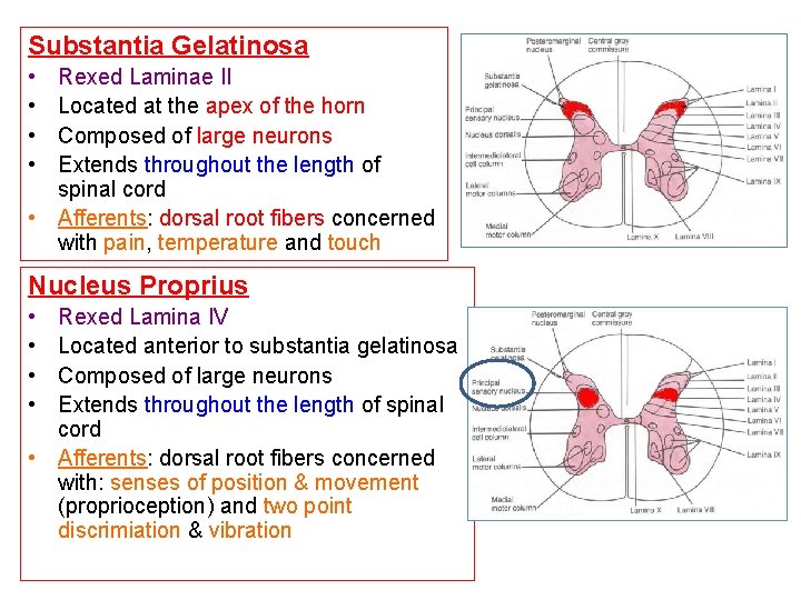 Substantia Gelatinosa • • Rexed Laminae II Located at the apex of the horn