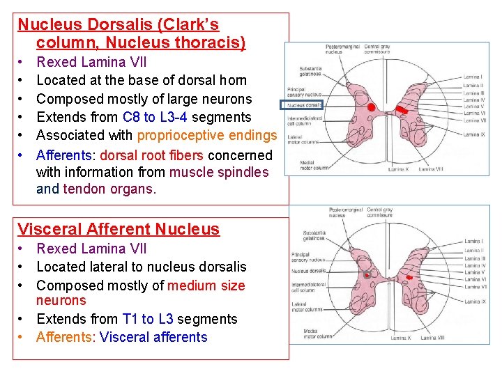 Nucleus Dorsalis (Clark’s column, Nucleus thoracis) • • • Rexed Lamina VII Located at