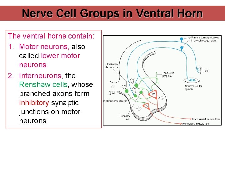 Nerve Cell Groups in Ventral Horn The ventral horns contain: 1. Motor neurons, also