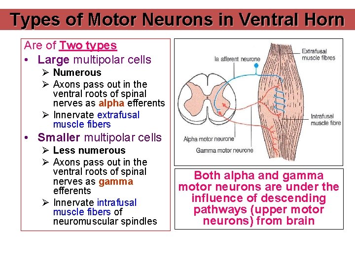 Types of Motor Neurons in Ventral Horn Are of Two types • Large multipolar