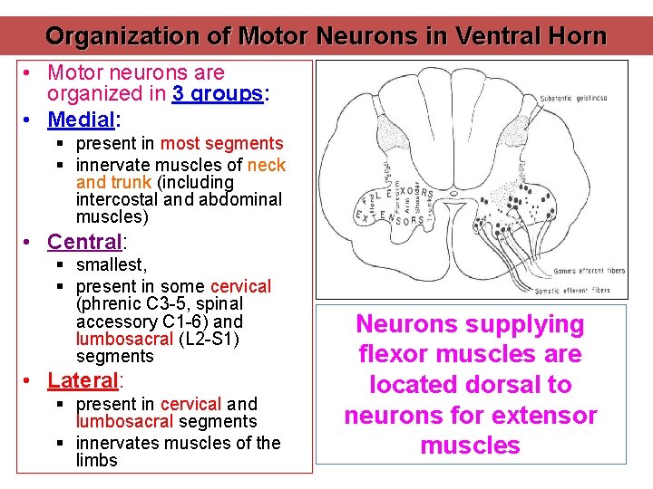 Organization of Motor Neurons in Ventral Horn • Motor neurons are organized in 3