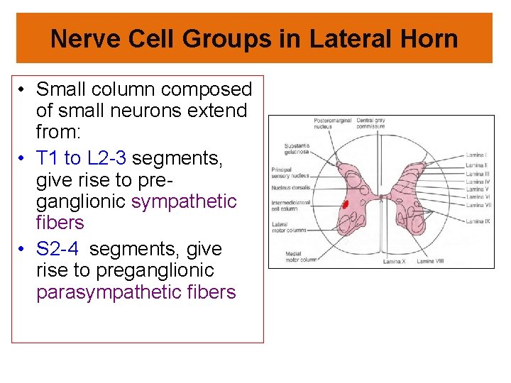 Nerve Cell Groups in Lateral Horn • Small column composed of small neurons extend