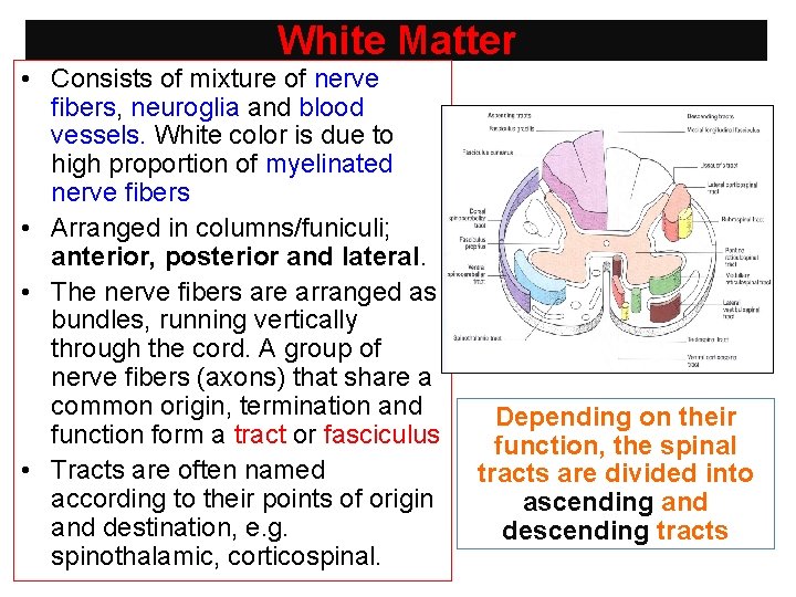 White Matter • Consists of mixture of nerve fibers, neuroglia and blood vessels. White