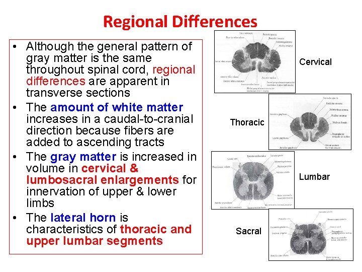 Regional Differences • Although the general pattern of gray matter is the same throughout