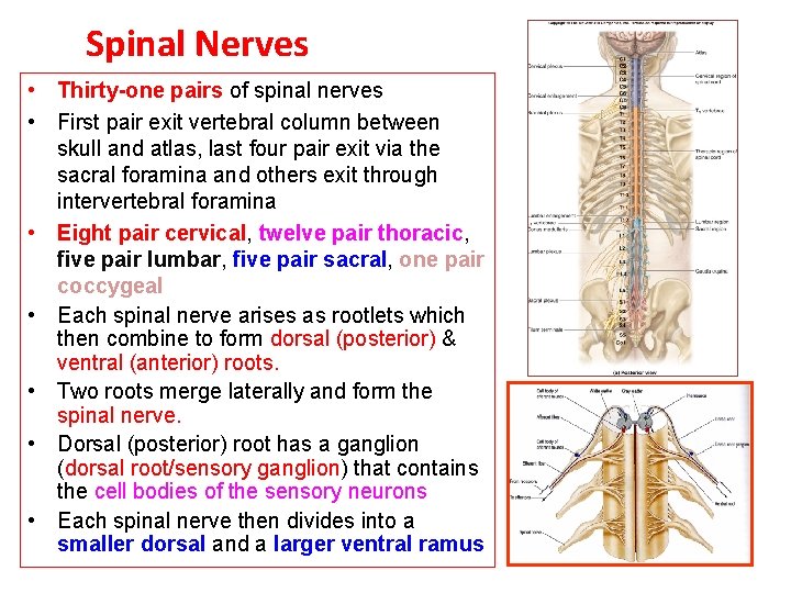 Spinal Nerves • Thirty-one pairs of spinal nerves • First pair exit vertebral column