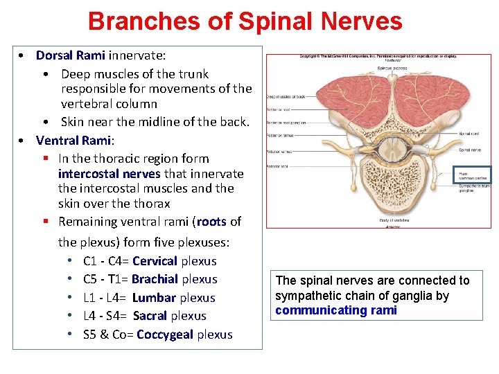 Branches of Spinal Nerves • Dorsal Rami innervate: • Deep muscles of the trunk