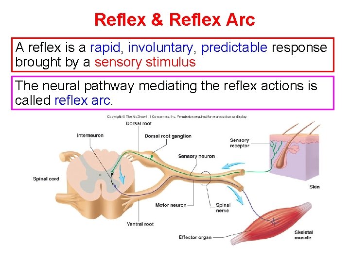 Reflex & Reflex Arc A reflex is a rapid, involuntary, predictable response brought by