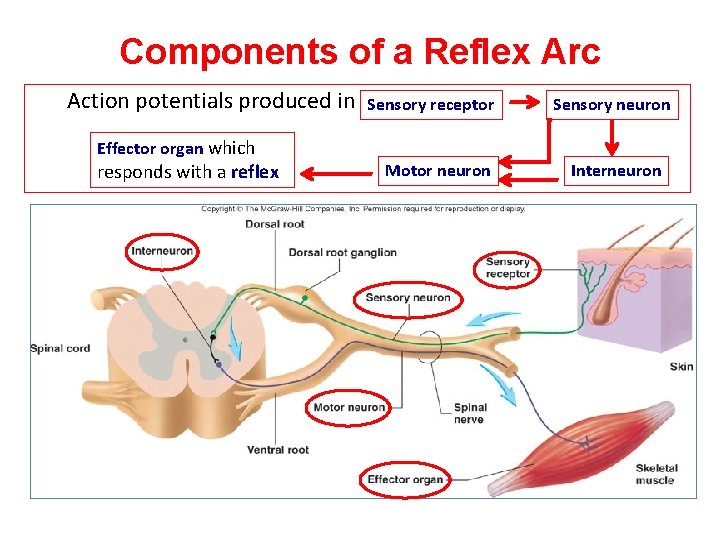 Components of a Reflex Arc Action potentials produced in Effector organ which responds with