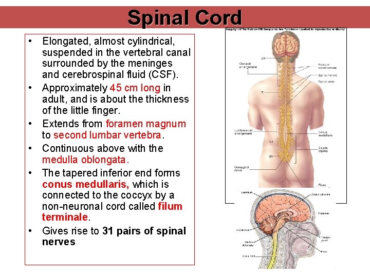 Spinal Cord • Elongated, almost cylindrical, suspended in the vertebral canal surrounded by the