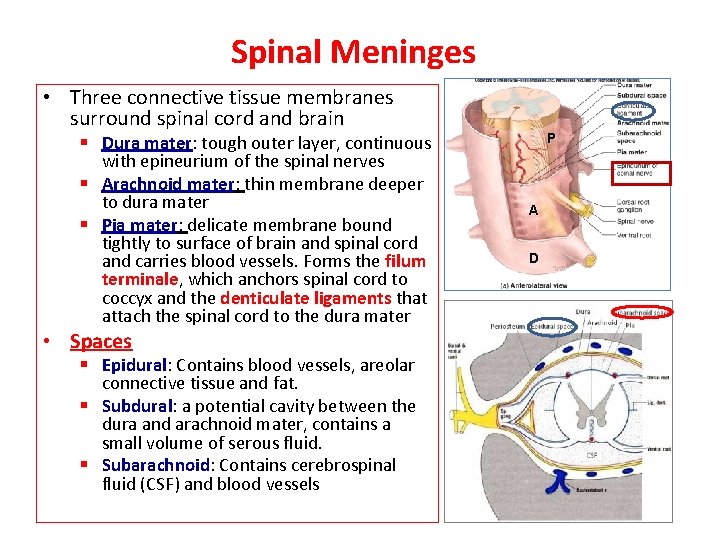 Spinal Meninges • Three connective tissue membranes surround spinal cord and brain § Dura