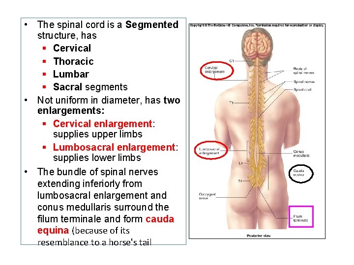  • The spinal cord is a Segmented structure, has § Cervical § Thoracic