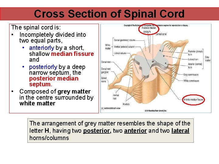 Cross Section of Spinal Cord The spinal cord is: • Incompletely divided into two