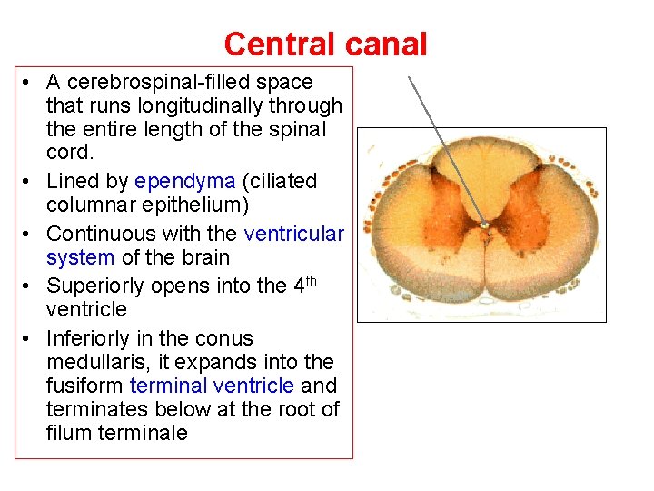Central canal • A cerebrospinal-filled space that runs longitudinally through the entire length of