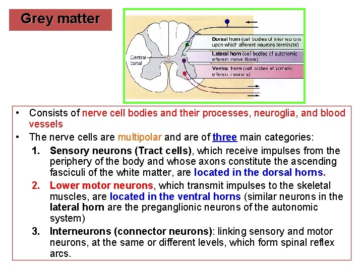 Grey matter • Consists of nerve cell bodies and their processes, neuroglia, and blood