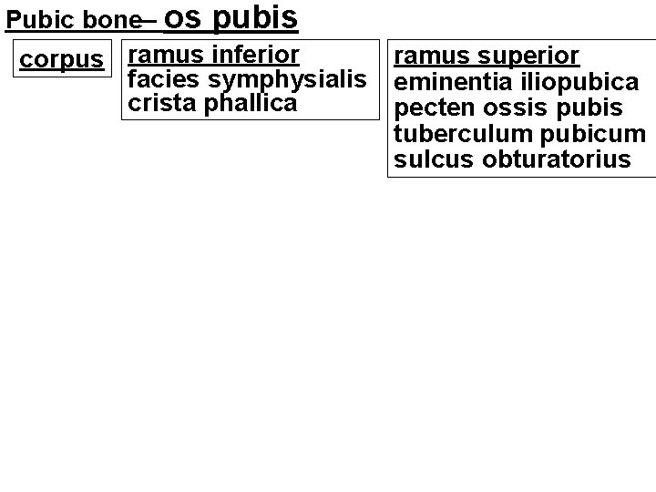 Pubic bone– os pubis corpus ramus inferior facies symphysialis crista phallica ramus superior eminentia