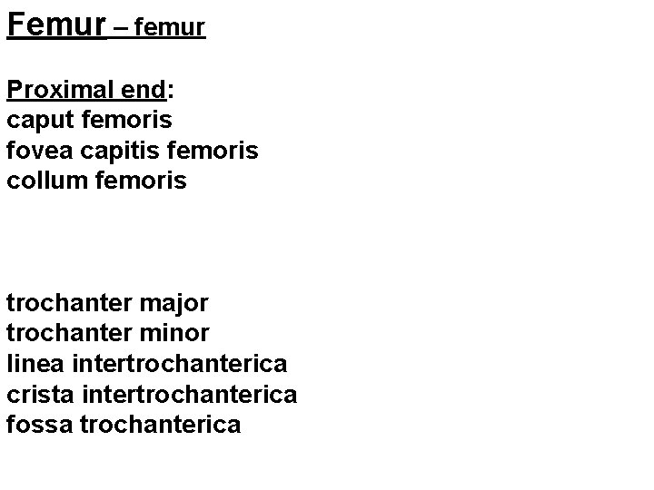 Femur – femur Proximal end: caput femoris fovea capitis femoris collum femoris trochanter major
