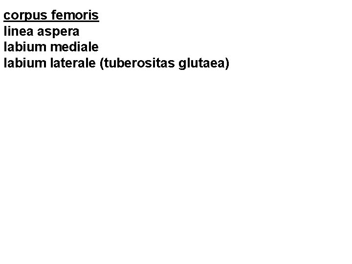 corpus femoris linea aspera labium mediale labium laterale (tuberositas glutaea) 