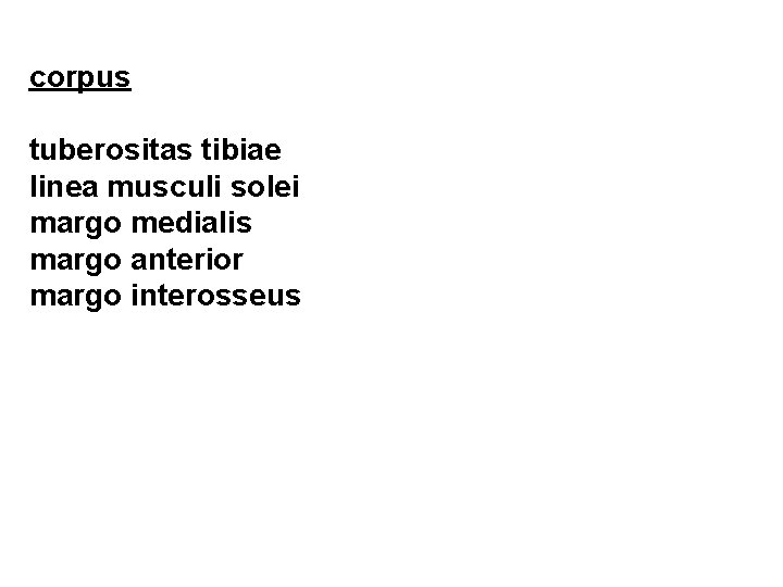 corpus tuberositas tibiae linea musculi solei margo medialis margo anterior margo interosseus 