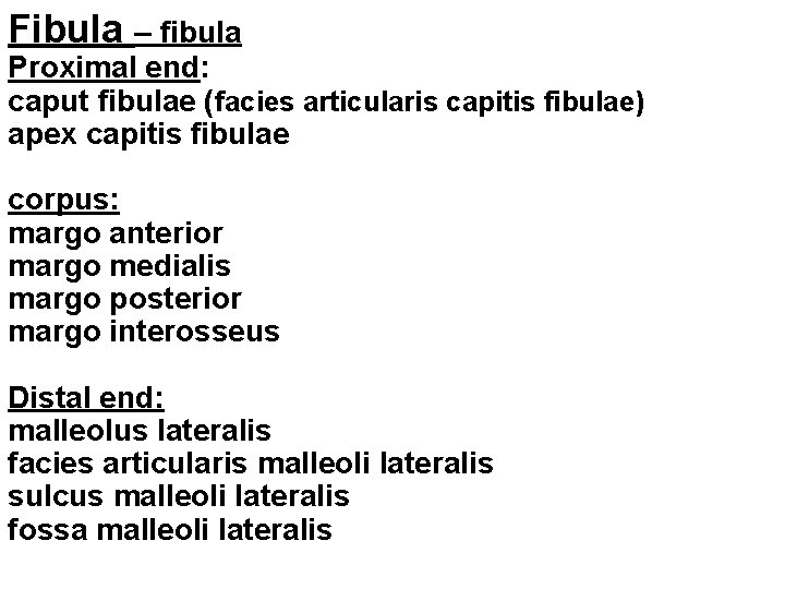 Fibula – fibula Proximal end: caput fibulae (facies articularis capitis fibulae) apex capitis fibulae