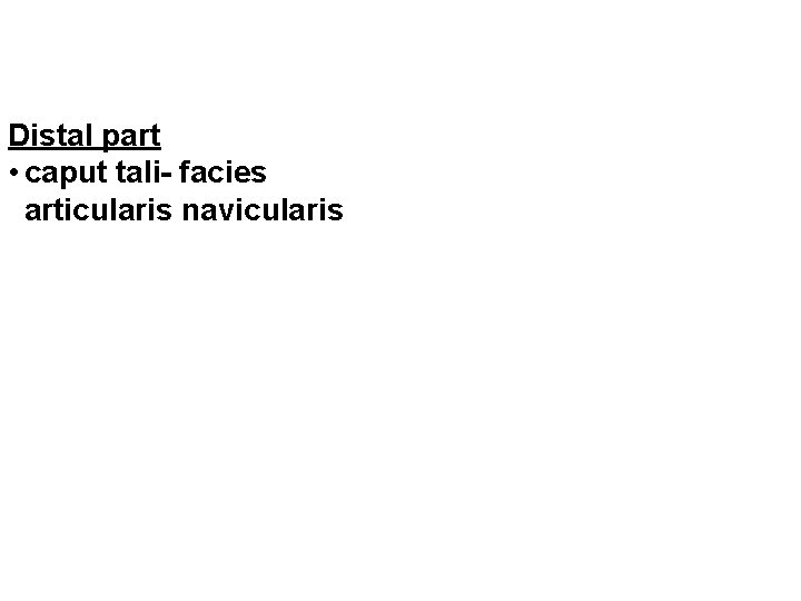 Distal part • caput tali- facies articularis navicularis 