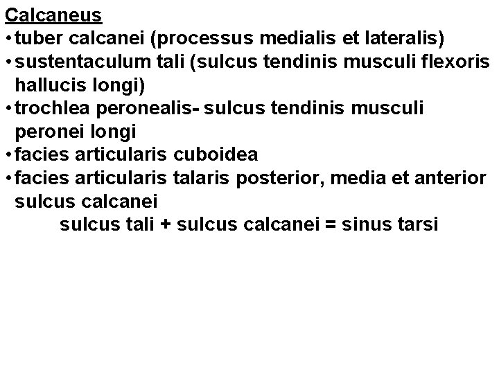 Calcaneus • tuber calcanei (processus medialis et lateralis) • sustentaculum tali (sulcus tendinis musculi