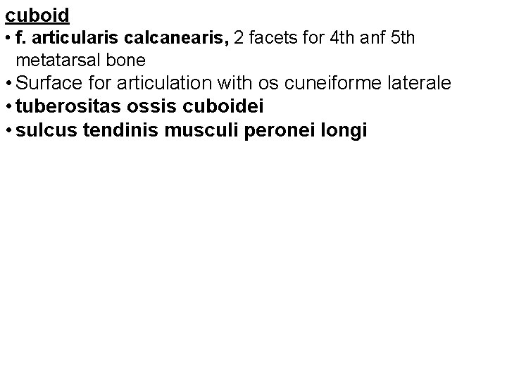 cuboid • f. articularis calcanearis, 2 facets for 4 th anf 5 th metatarsal