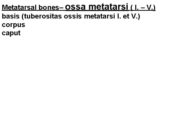 Metatarsal bones– ossa metatarsi ( I. – V. ) basis (tuberositas ossis metatarsi I.