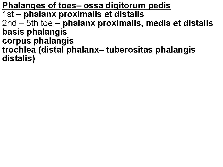 Phalanges of toes– ossa digitorum pedis 1 st – phalanx proximalis et distalis 2