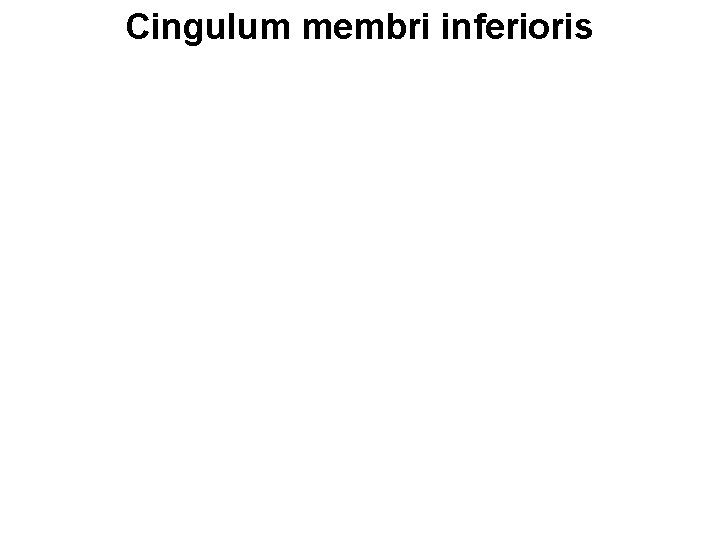 Cingulum membri inferioris 