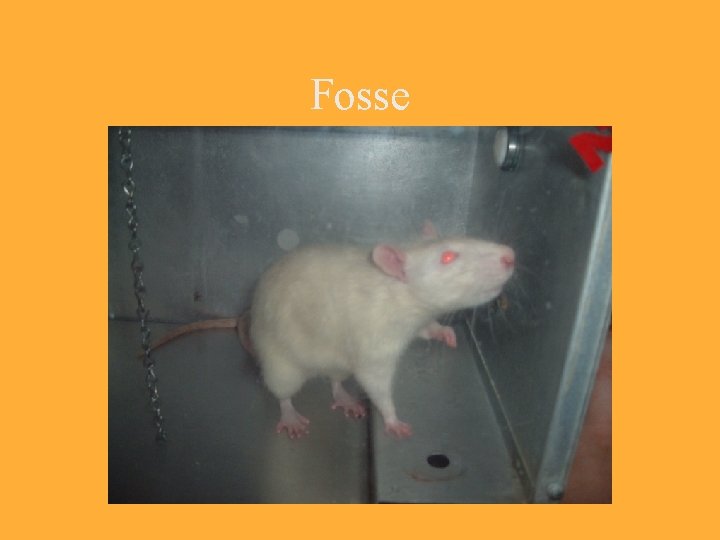 Fosse 