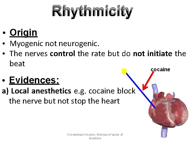 Rhythmicity • Origin • Myogenic not neurogenic. • The nerves control the rate but