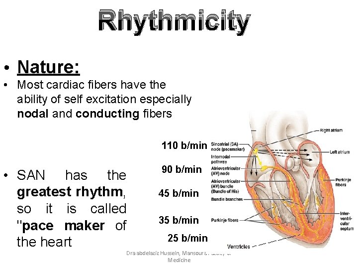 Rhythmicity • Nature: • Most cardiac fibers have the ability of self excitation especially