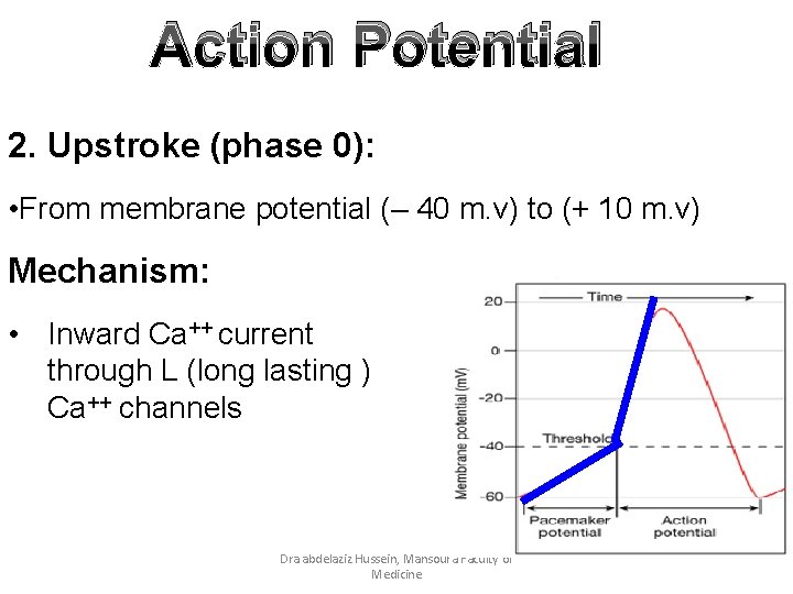 Action Potential 2. Upstroke (phase 0): • From membrane potential (– 40 m. v)
