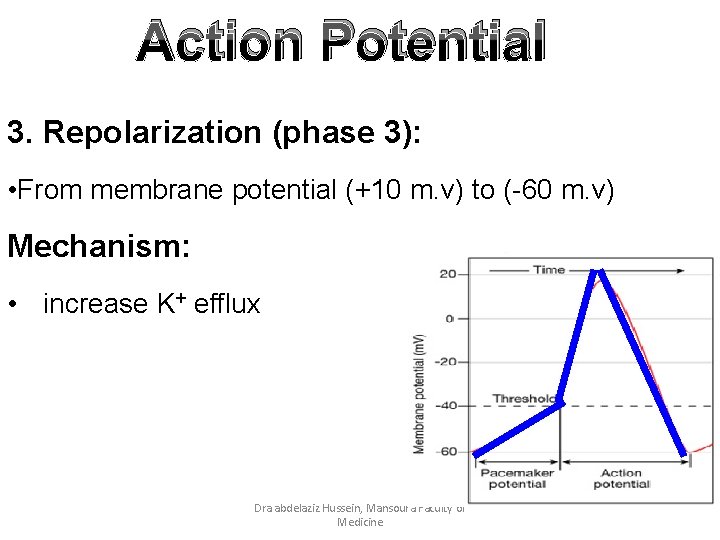 Action Potential 3. Repolarization (phase 3): • From membrane potential (+10 m. v) to