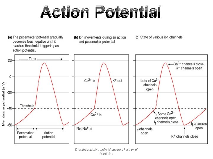 Action Potential Dra abdelaziz Hussein, Mansoura Faculty of Medicine 