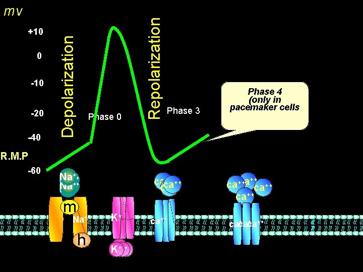 0 -10 -20 -40 Phase 0 Repolarization +10 Depolarization mv Phase 3 Phase 4